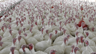 Illustration for article titled Can We Avoid an Antibiotic Apocalypse?